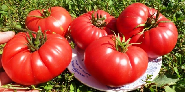 Турецким поставщикам запретили везти в Россию свои помидоры