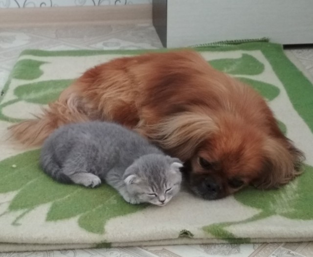 Уже не котовторник, но еще и не собакочетверг