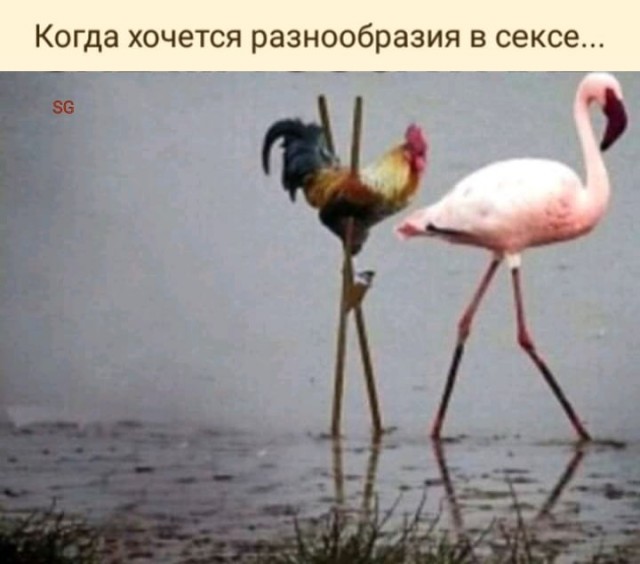 Так себе картинки #15