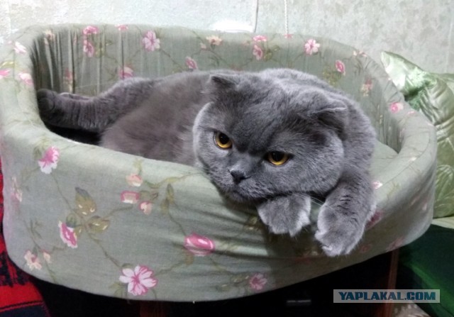 Ну, с котовторником!
