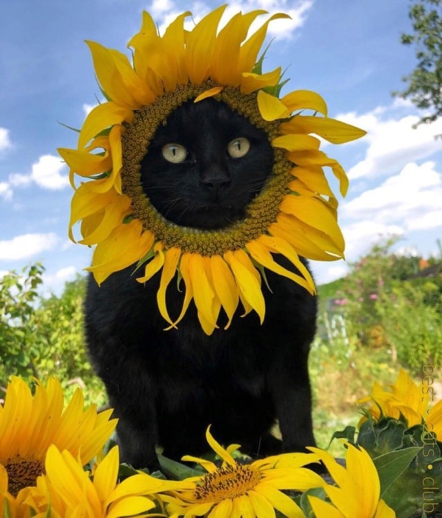 Эти забавные животные