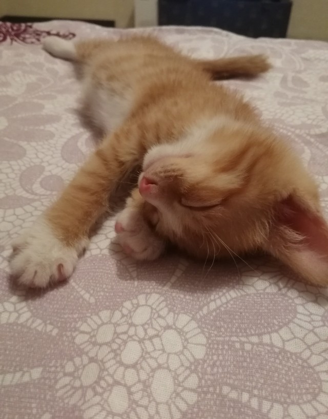 Котовторник 13.10.2020