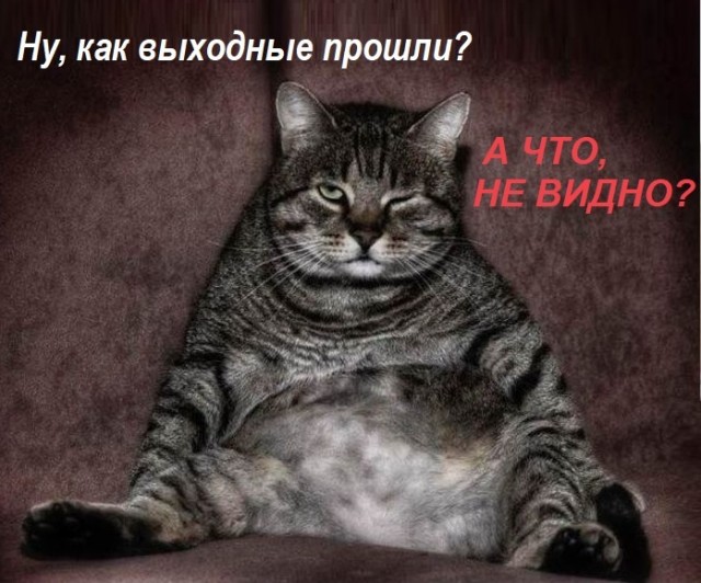 Картинки с котами и про котов