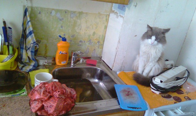 Simon's Cat in Feed Me