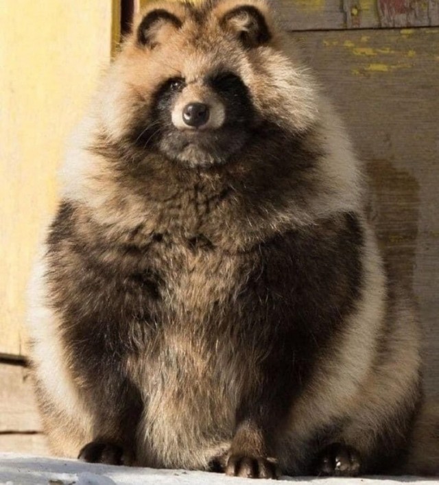 ПозитиФ Чик