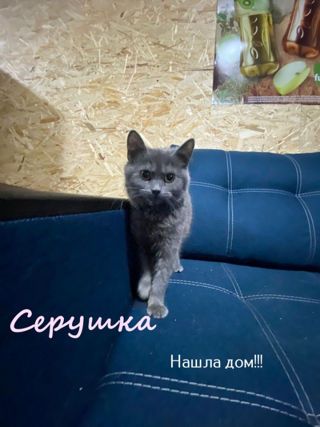 Жизнь домашнего приюта "Котоленд" 322
