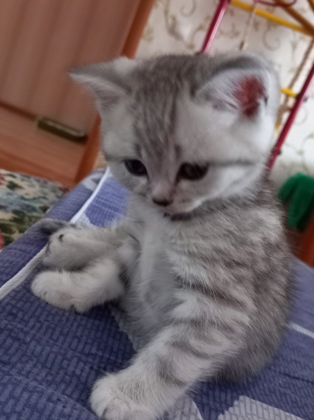 Ну, поехали в котоввторник!