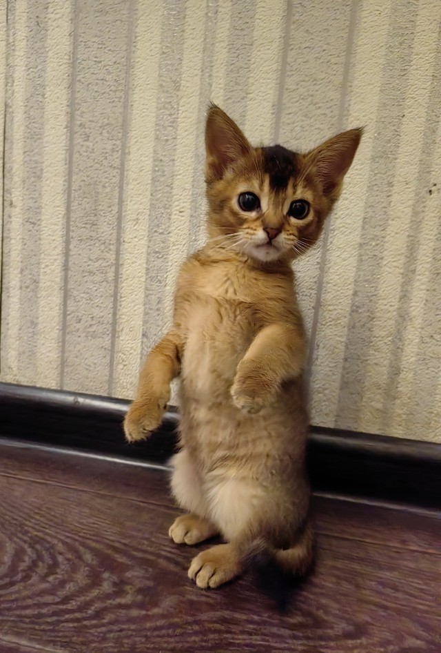 Котовторник