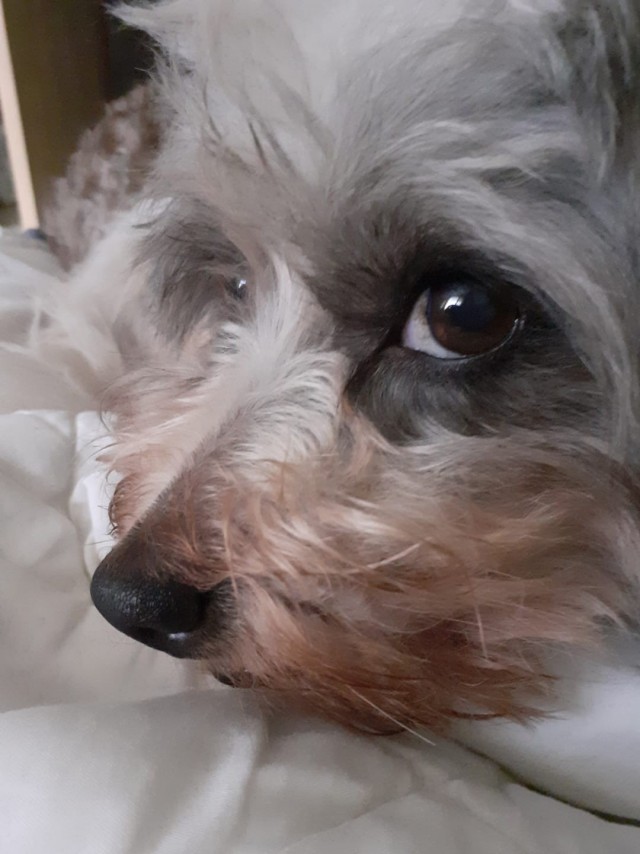 Изумительные существа