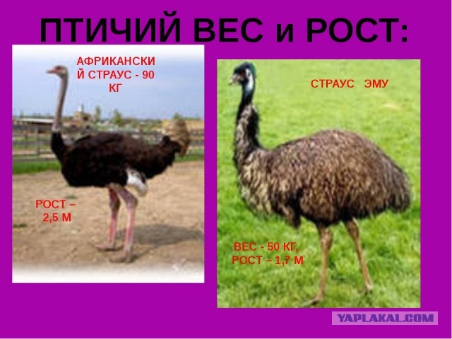 Яйца и курятину приходится импортировать