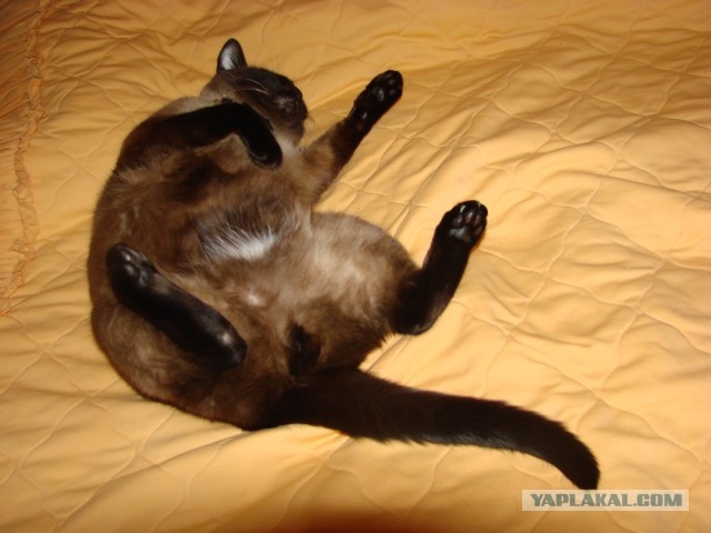 Котовторник 30.04.2013