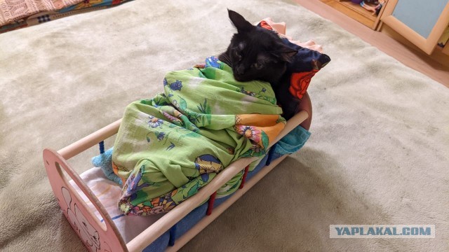А в какой позе у вас спят кошки?