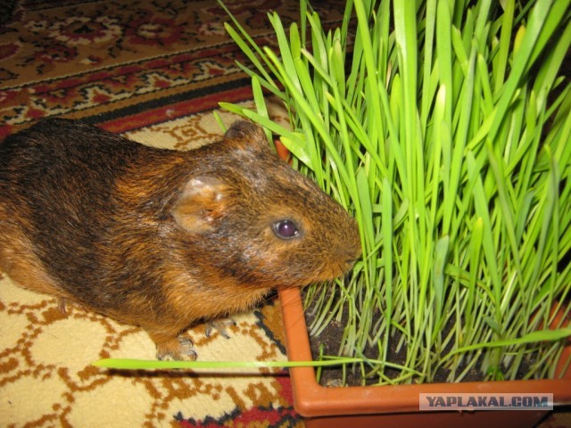 Знакомьтесь - капибары