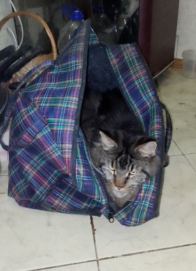 Мэйн-кун!  Котовторнику посвещается!