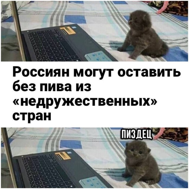 Импортное пиво может полностью исчезнуть из России: Пивовары попросили повысить пошлины