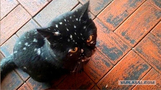 "Шутка природы: удивительные кошачьи окрасы". Несколько кошек с окрасом шкурки, в реальность которого сложно поверить