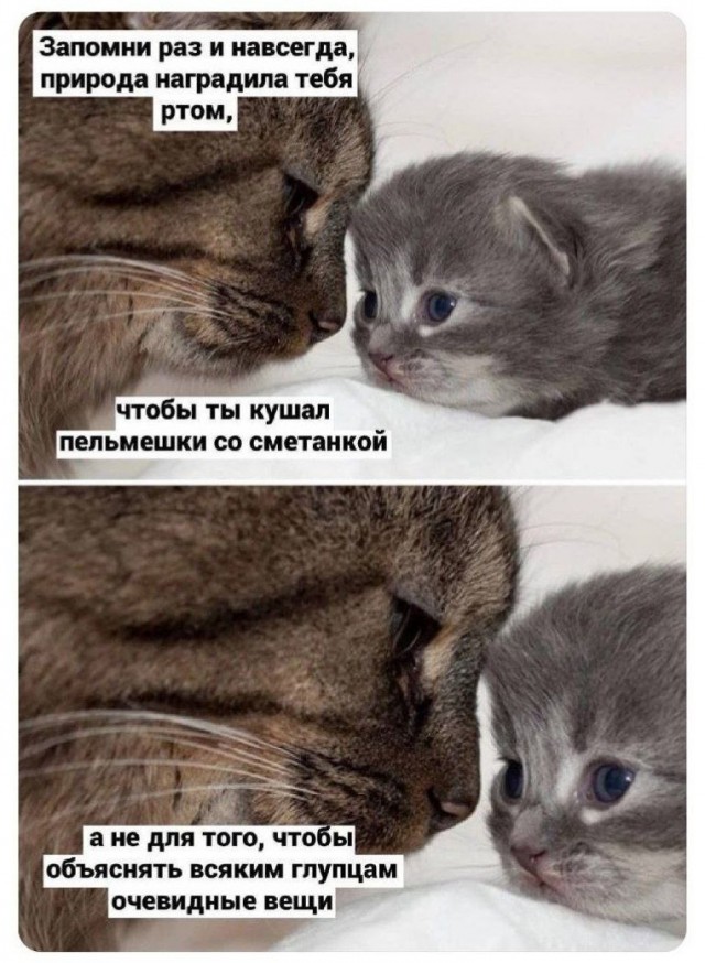 Спасибо тебе, SESHOK!