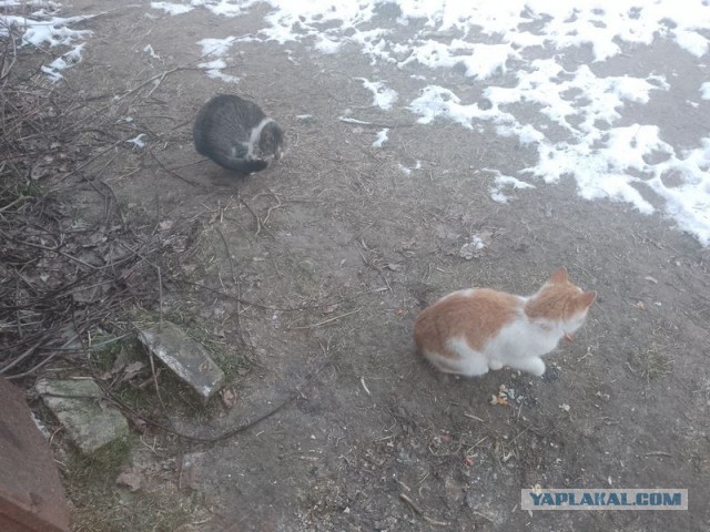 Жизнь домашнего приюта для котеек 532