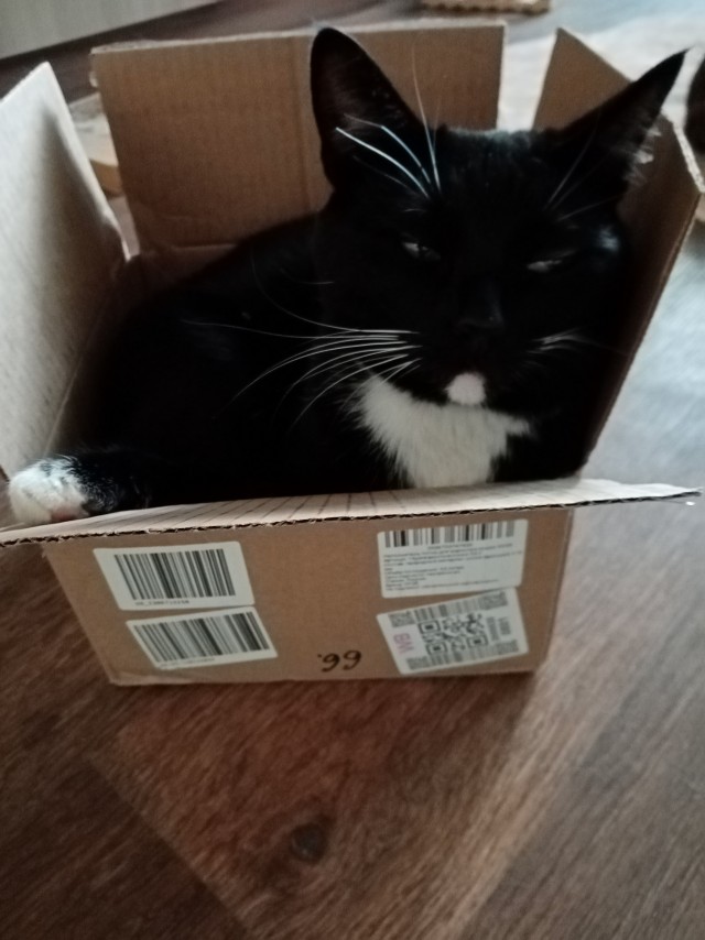 Котовторник