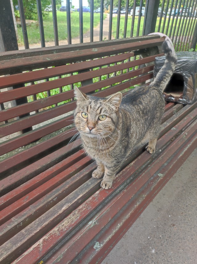 Кошка ищет дом