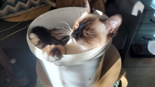 Котовторник