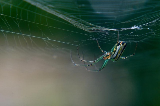 Секреты идеальной нити: что скрывает паучий шёлк
