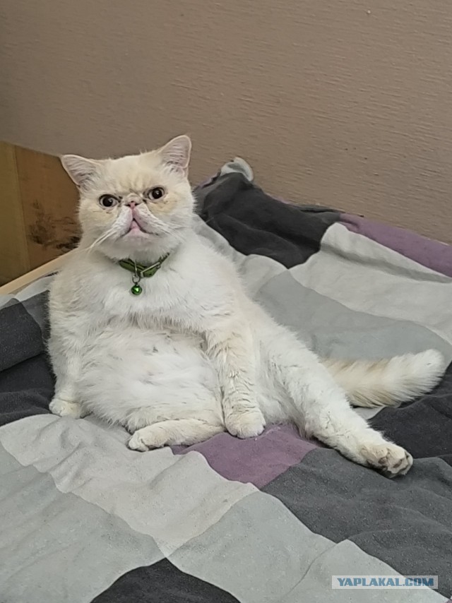 Котопоза