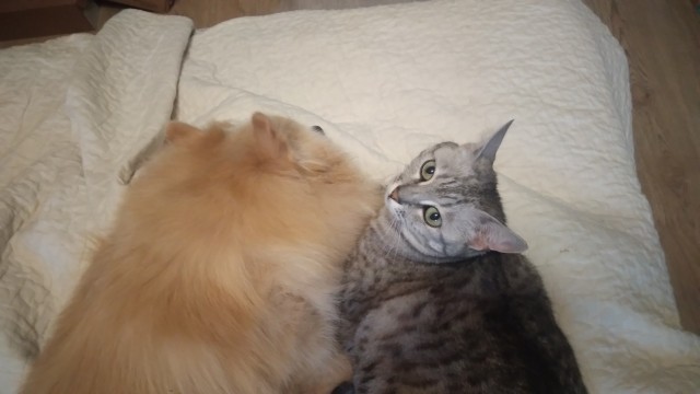 Животинки друзья