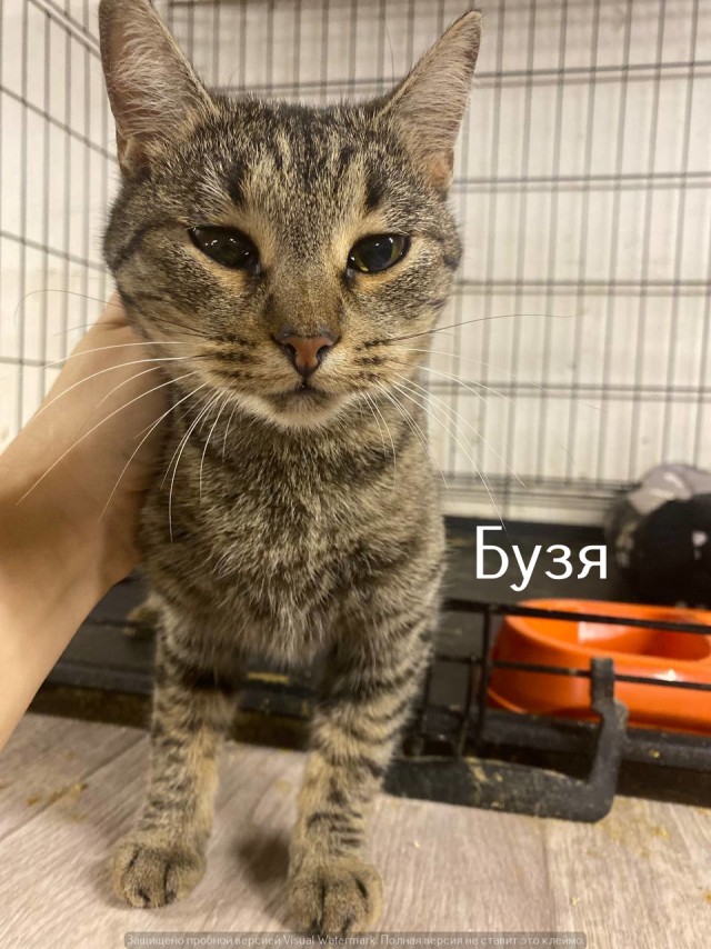 Жизнь домашнего приюта "Котоленд" 522