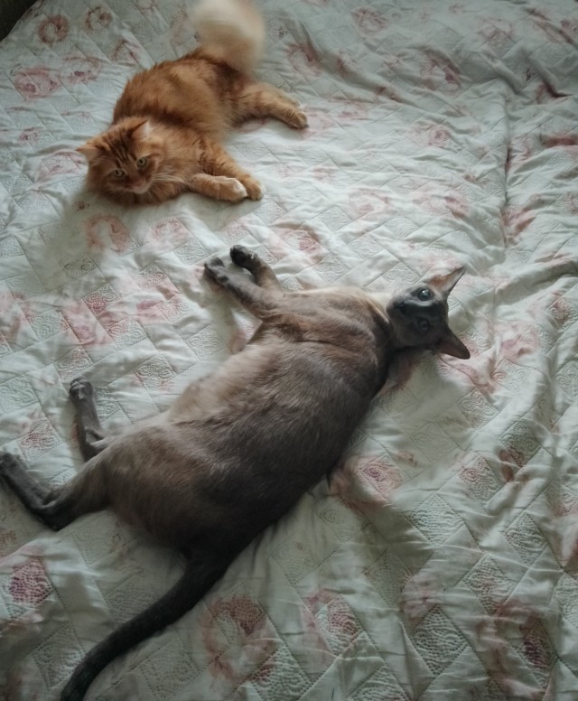 Добрый мужик приютил двух котят⁠. Ну как приютил, у него выбора не было просто