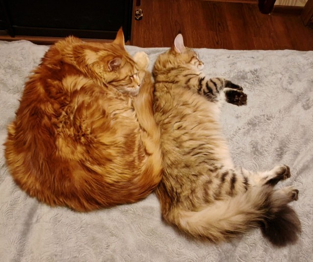 Продолжаем котовторник.