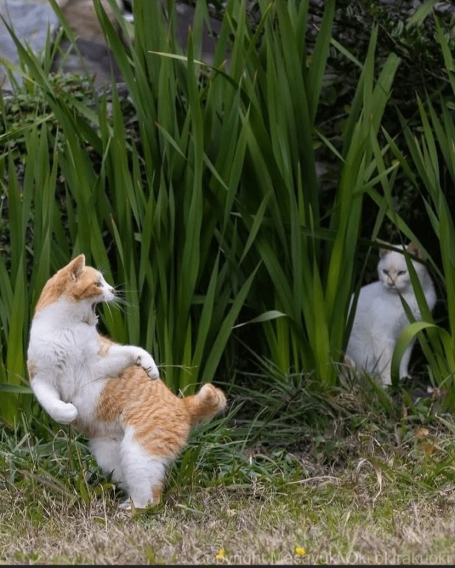 Котиков много не бывает))) отдохните от суетного мира