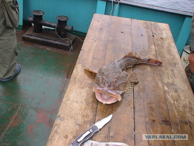 Рыба в Волге