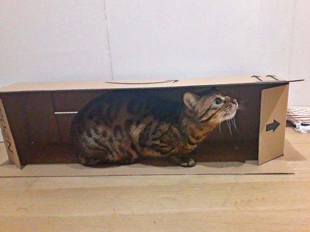 Коты и коробки