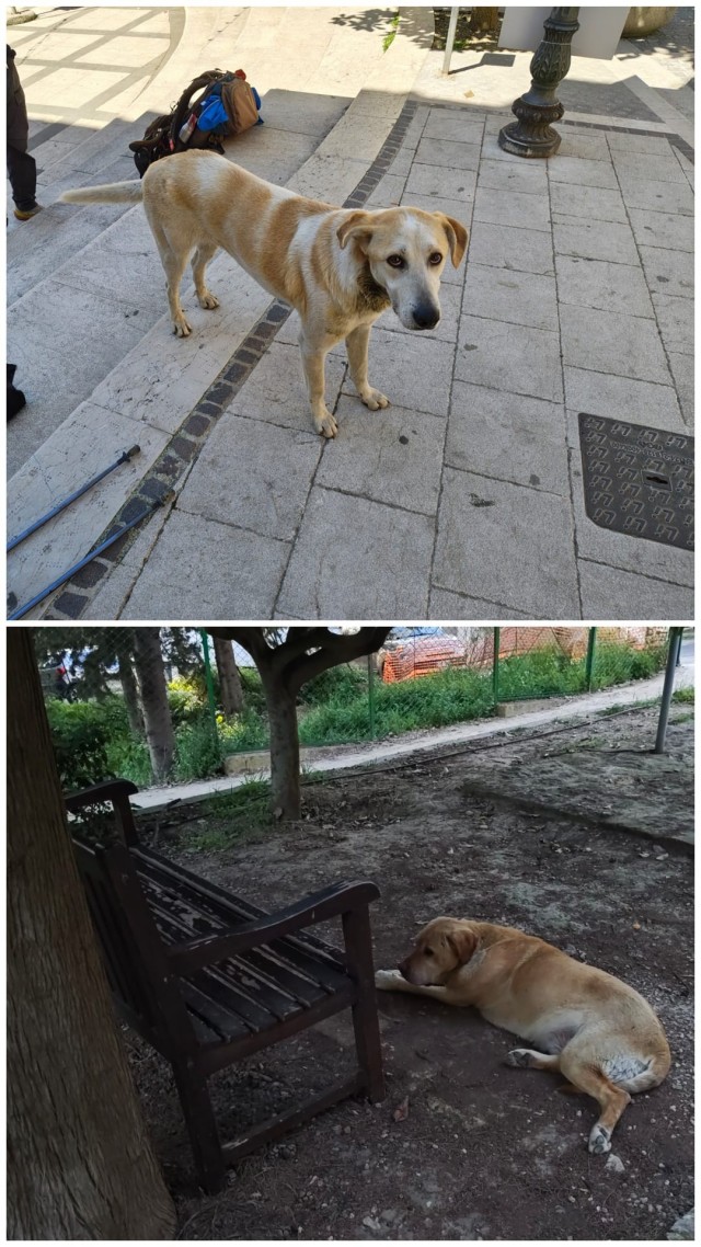 Котовторник из Палермо