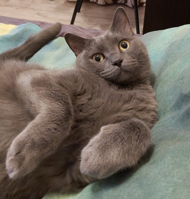 Наши коты
