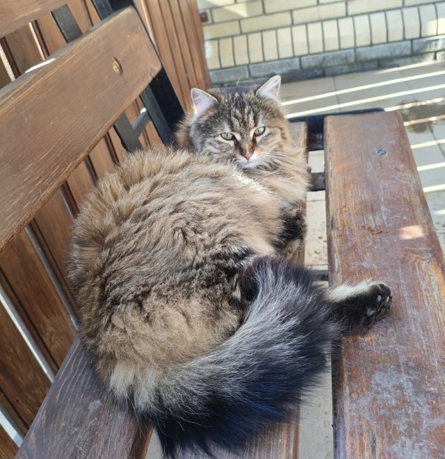 Мужчина нашёл котят на дороге