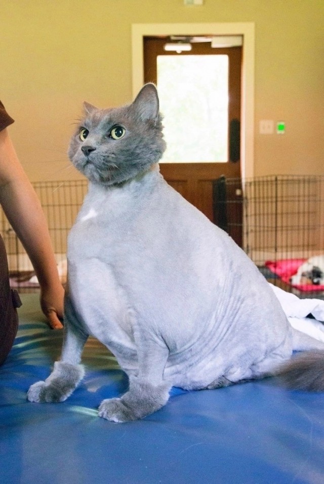 Котофторник жи