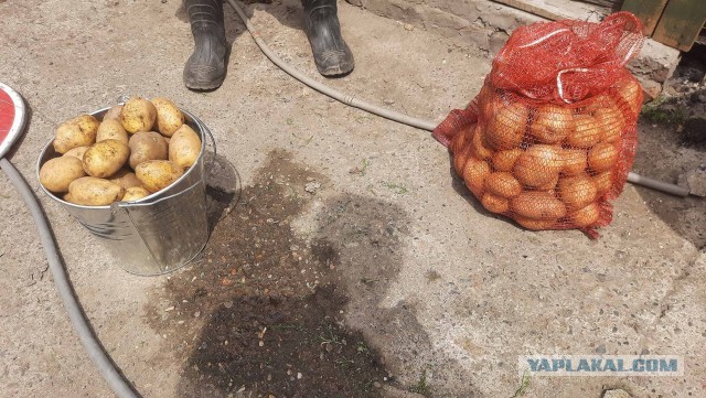 Картошка по 128 рублей