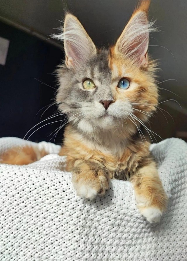 Котеек необычных псто