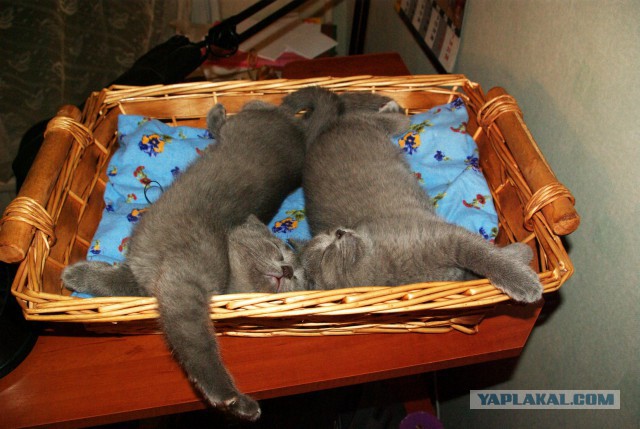 Котовторник 01.04.2014