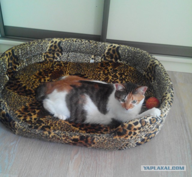 Боитесь взять котенка с улицы или из приюта?