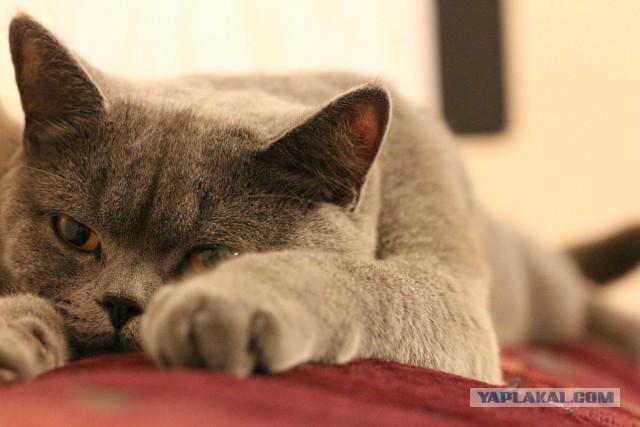 Котовторник 27.5.2014