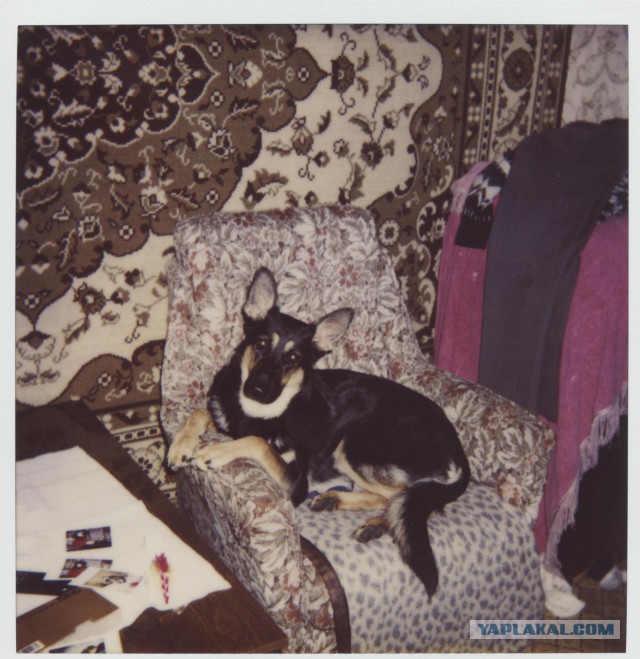 Мой малый друг Мухтар