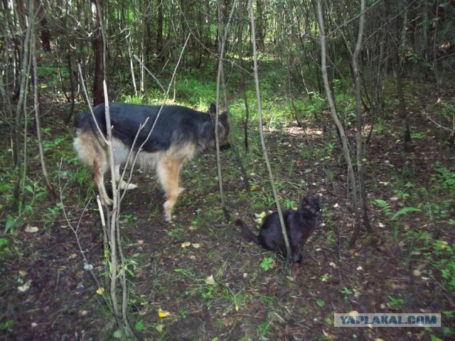 Жизнь домашнего приюта для котеек 15