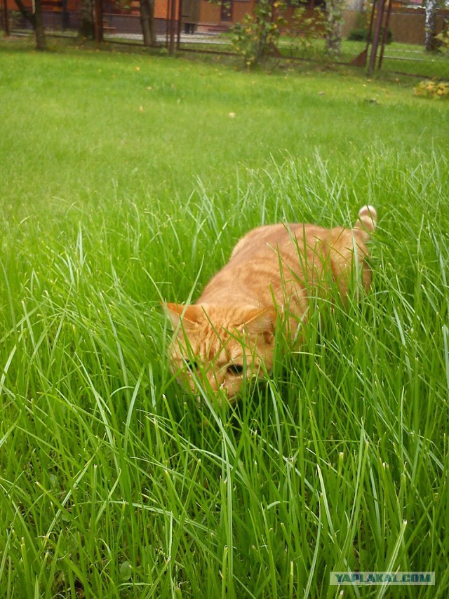 Самые популярные клички кошек и котов