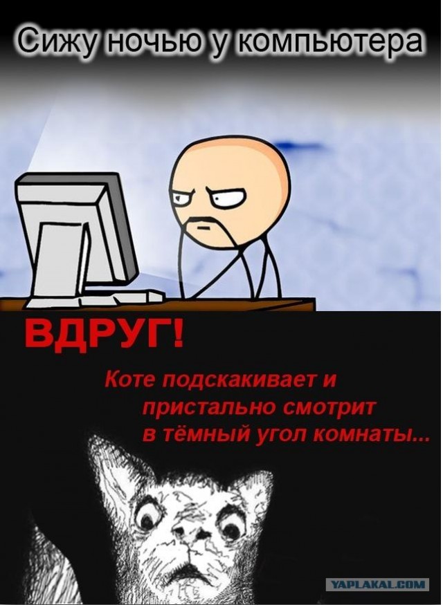 Нельзя недооценивать котейку