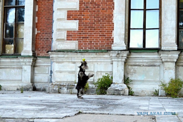 Собакочетверг же, ау!