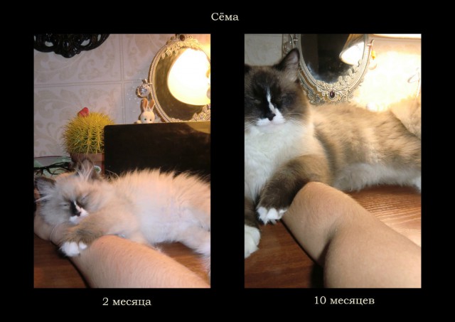 Котовторник  01.03.2016