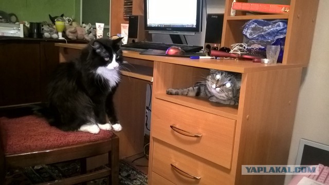КотоВторник 26.04.2016